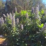 Echium callithyrsum Flower