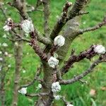 Malus domestica পাতা