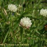 Trifolium michelianum Květ