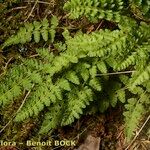 Woodsia ilvensis Hábitos