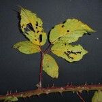 Rubus questieri Blad