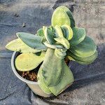 Crassula cotyledonis Vivejo