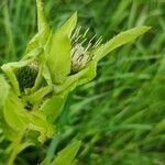 Cirsium oleraceum പുഷ്പം