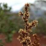 Tetraria comosa Fruit