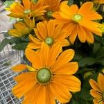 Rudbeckia hirta Цвят