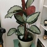 Calathea picturata Lehti