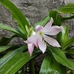 Crinum mooreiBlodyn