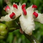 Siparuna glabrescens Fruit