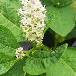 Phytolacca esculenta Квітка