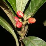 Psychotria alfaroana ഫലം