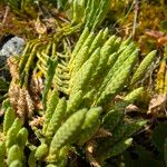 Diphasiastrum alpinum Likasa