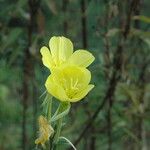 Oenothera glaziovianaFloare