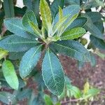 Photinia arbutifolia পাতা