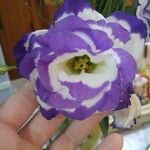 Eustoma exaltatum Cvet