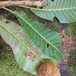 Chromolucuma congestifolia 叶