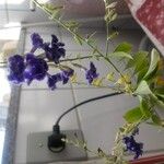 Duranta erectaBlomma