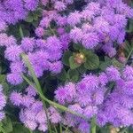 Ageratum houstonianumBlüte