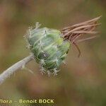 Arctotheca calendula Plod