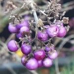 Callicarpa bodinieri Плід