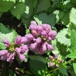 Lamium maculatum