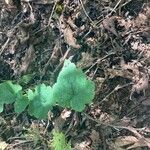 Tiarella cordifoliaHostoa