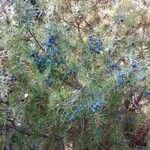 Juniperus communis Blüte