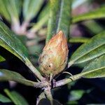 Rhododendron degronianum Sonstige