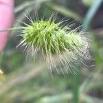 Cynosurus echinatus Fula