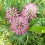 Trifolium pratense Cvet
