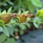 Hypericum reptans Plod