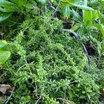 Lycium mascarenense Habit