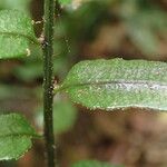 Bolbitis gemmifer Leaf