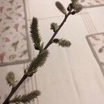 Salix cinerea Blüte