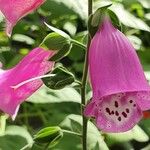 Digitalis thapsi Kwiat