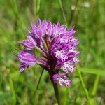 Neotinea tridentata Flower