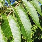 Ailanthus altissima Delienn