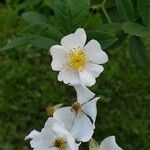 Rosa multifloraFlower