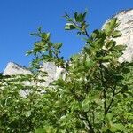 Rhamnus alpina عادت داشتن