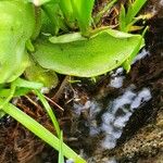 Pinguicula grandiflora Folha