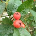 Crataegus × lavalleiFruit