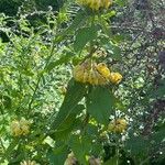 Phlomis russeliana Habitus