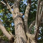 Crinodendron patagua ശീലം