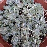 Orostachys malacophylla List