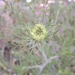 Visnaga daucoidesফুল