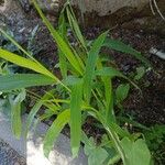 Setaria verticillata Blad