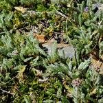 Achillea nana Hábitos