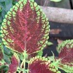 Coleus decurrensLeaf