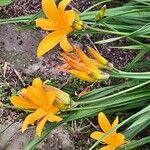 Hemerocallis middendorffii Kvet