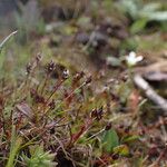 Juncus duthiei Habitat