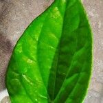 Piper betle Leaf